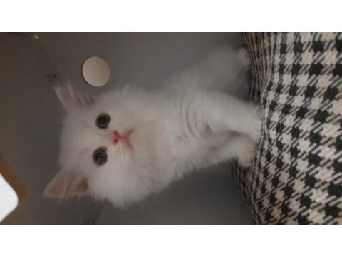 Pamuk kedimiz simba mi kim ister