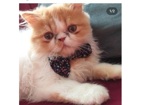 1 yaşında tatlış exotic kedimiz