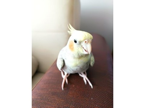 Sultan papağını ele alışkın sevecen