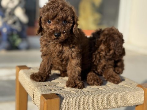 Petmode köpek çiftliğinden tea cup kore poodle 