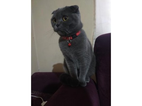 Eğitimli scottish fold kedisi