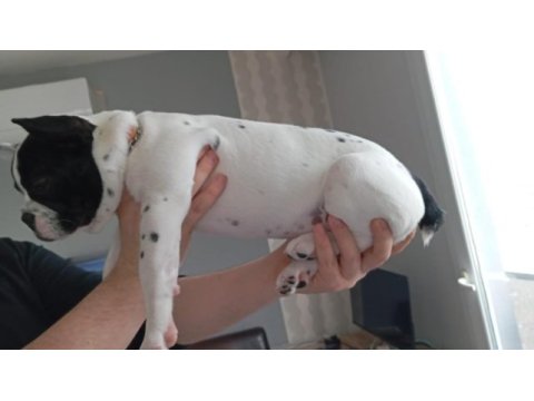 3 aylık anatomi harikası tuvalet eğitimli french bulldog