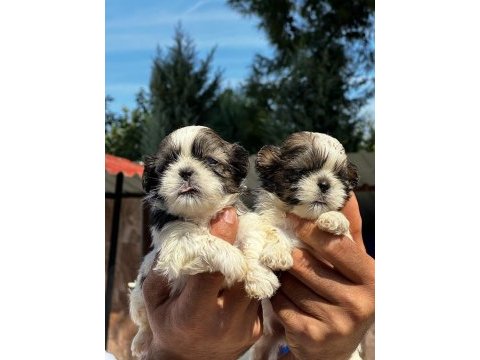 Shih-tzu yavruları