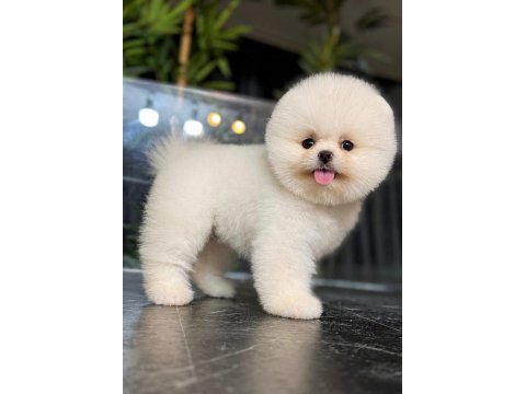 Gerçek minyatür (ayı surat) pomeranian boo yavruları