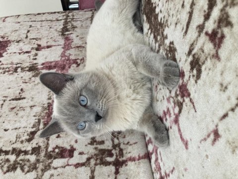 Blue point kedimiz 13 aylık erkek tuvalet eğitimi vardır