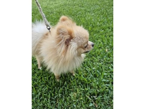 1 yaşında, erkek pomeranian boo