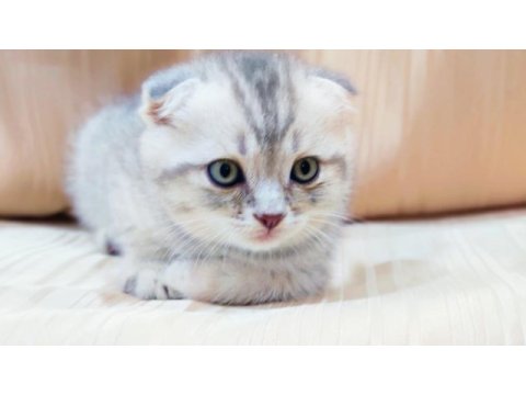 Topaç oğlan scottish fold silver
