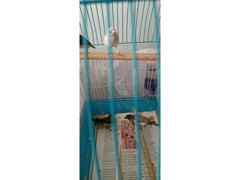 1 adet dişi goldiyan ve bengal ispinozları