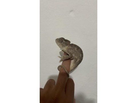 Genç anaç chamaeleo chamaeleon bukalemunu