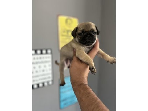 Pug mops yavru köpeğimiz
