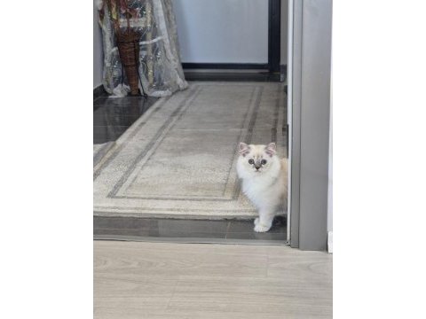 Tatlı minik kedilerim
