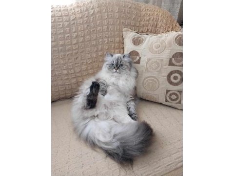 British longhair prenses