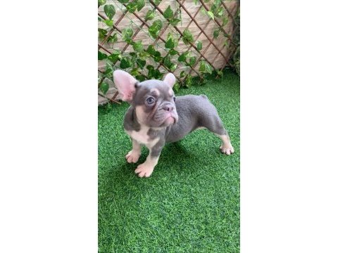 Fransız bulldog exotic blue lilac tan mavi göz orijinal saf