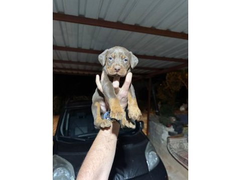 Teslime hazır doberman köpekler