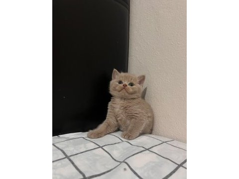 Fawn british shorthair