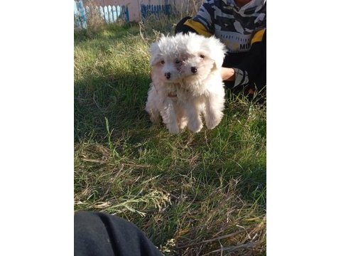 Uygun bütçeli havanese yavrular 0 numara