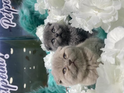 Güzel bebek kedilerimiz yeni yuvalarını arıyor