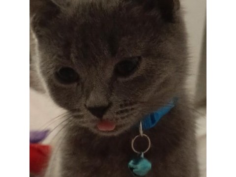 4 aylık sağlıklı british shorthair