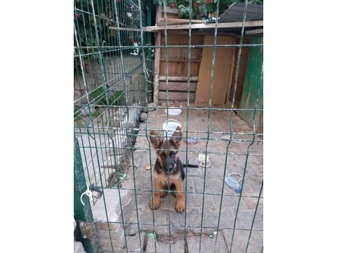 A kalite erkek alman çoban köpeği