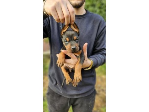 Doberman bebekleri
