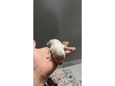 Uyguna 0 numara terrierler dişi ve erkek