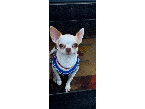 Chihuahua şivava yavru yetişkin