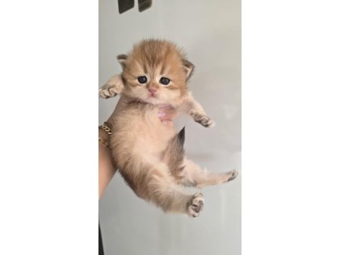 Golden ny 11 dişi british longhair