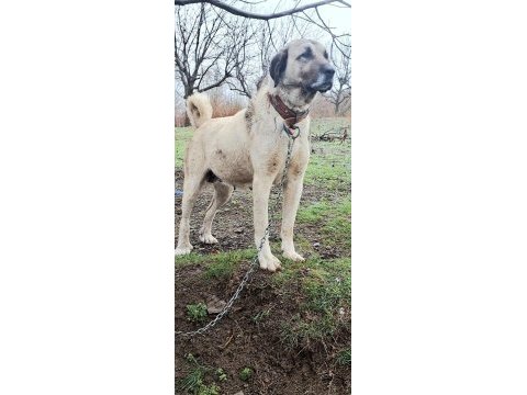 Sivasın dev kangal köpekleri