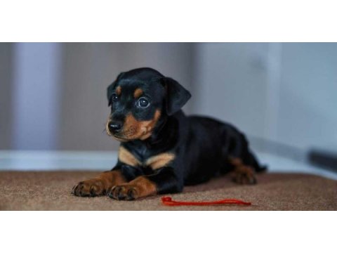 German pinscher puppies