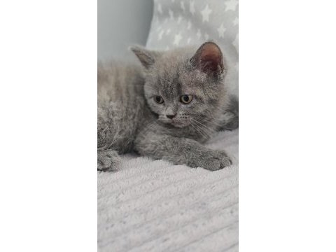 2 aylık dişi british shorthair
