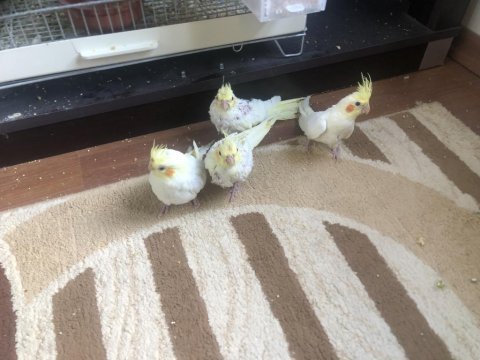 Yavrulu lutino sultan papağanı takımı
