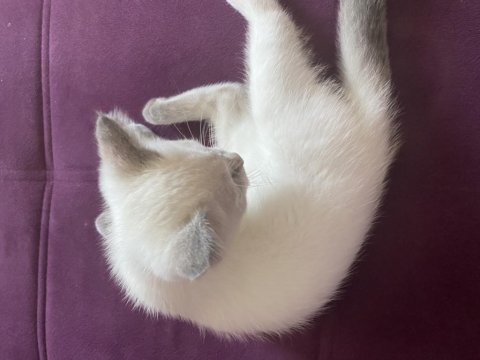British kedimiz ücretsiz değildir