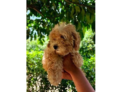 3 aylık dişi ve erkek poodle yavrular