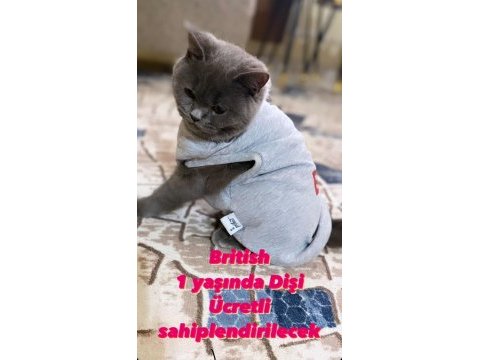 1 yaşında dişi british shorthair