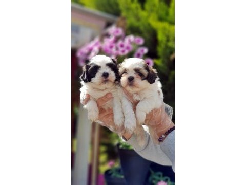 Shih tzu yavrusu