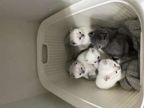 Erkek 3 adet beyaz yavru british shorthair