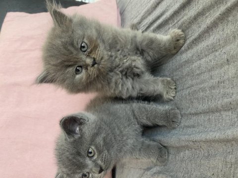 British shorthair yavrularımız yeni yuvalarını bekliyor