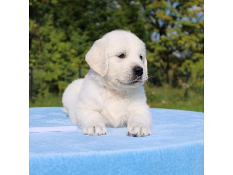 Golden retriever adrese teslim kapıda ödeme yapabilirsiniz