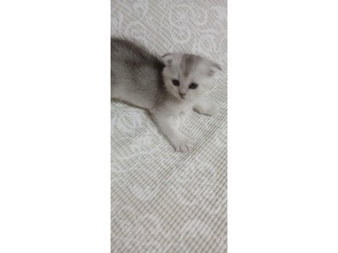 Yeni bebekler