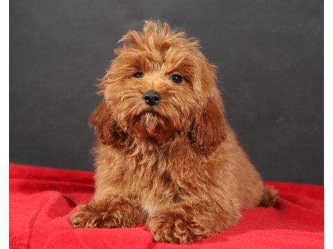 14 şubat doğumlu erkek maltıpoo yavrumuz