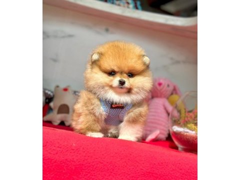 Teddy turuncu ayı surat pomeranian