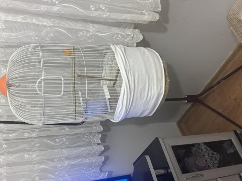 Sevda papağanı bir yaşında eş kafes ile birlikte