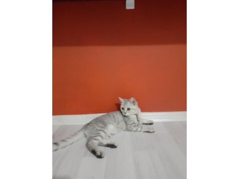 British shorthair tabby