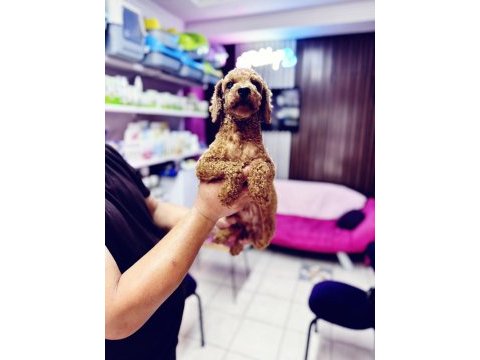 Dişi 11 aylık korekan toy poodle