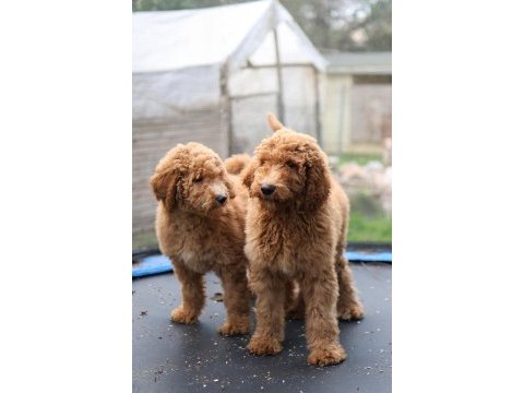 Dev labradoodle yavrular sağlıklı mikroçipli faturalı