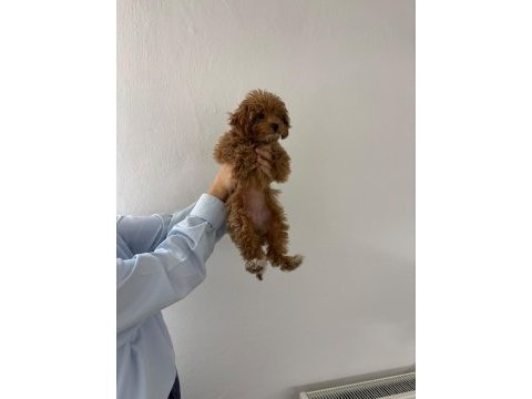Dişi toy poodle