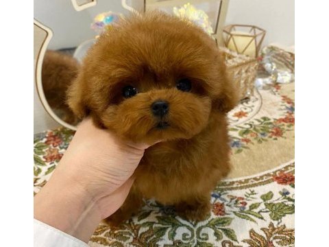 Toy poodle yavrular