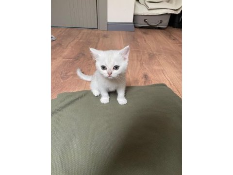 Saf kan silver point british shorthair yavrularımız