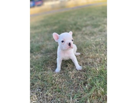 Secereli french bulldog yavrularımız