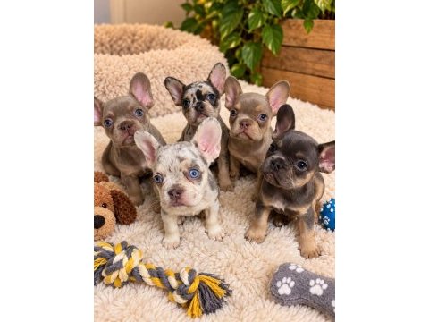Egzotik french bulldog yavrularımız